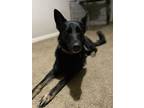 Adopt Luna a Black German Shepherd Dog / German Shepherd Dog / Mixed dog in