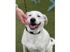 Adopt LUKEY (LUKE SKYWALKER) a White Mixed Breed (Large) / Mixed dog in Port St
