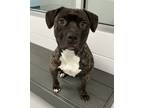 Adopt Jada a Pit Bull Terrier / Mixed dog in Topeka, KS (41370397)