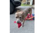 Adopt Draco a Brindle American Pit Bull Terrier / Mixed dog in Lyerly