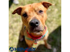 Adopt Smiles a Brown/Chocolate Mixed Breed (Medium) / Mixed dog in Janesville
