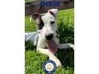 Adopt Dixie a White Mixed Breed (Medium) / Mixed dog in shelbyville