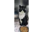Adopt ZZ a All Black Domestic Longhair / Domestic Shorthair / Mixed cat in