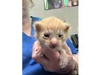 Adopt Zeke a Orange or Red Domestic Mediumhair / Domestic Shorthair / Mixed cat