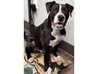 Adopt Milam a Black American Staffordshire Terrier / Mixed Breed (Medium) /