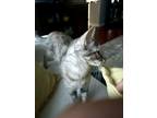 Adopt Xena a Gray, Blue or Silver Tabby Tabby / Mixed (short coat) cat in