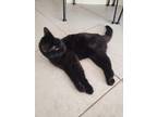 Adopt Luna a All Black Bombay / Mixed (short coat) cat in Davenport