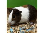 Adopt Biscuit a Guinea Pig small animal in Canton, GA (41366361)