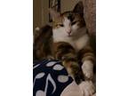 Adopt Sophie a Calico or Dilute Calico Domestic Shorthair / Mixed (short coat)