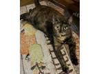 Adopt Chloe a Tortoiseshell Domestic Shorthair / Mixed (short coat) cat in New