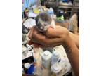 Adopt Sugar a White Domestic Shorthair / Domestic Shorthair / Mixed cat in