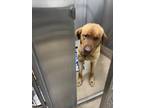 Adopt Buddy a Brown/Chocolate Labrador Retriever / Golden Retriever dog in