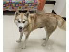 Adopt Raleigh a Red/Golden/Orange/Chestnut Husky dog in Granbury, TX (41370247)