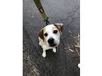 Adopt Sawyer a Tan/Yellow/Fawn - with White Beagle / Mixed dog in Midlothian