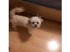 Adopt Milo a Tan/Yellow/Fawn Shih Tzu / Mixed dog in Columbia, SC (41370076)
