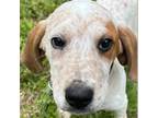 Adopt Grouse a White - with Tan, Yellow or Fawn Beagle / English (Redtick)