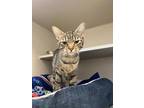 Adopt Ronni (Not Available) a Brown Tabby Domestic Shorthair / Mixed Breed