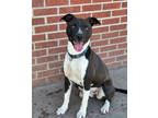 Adopt Carl a Black American Pit Bull Terrier / Mixed Breed (Medium) / Mixed