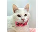 Adopt Gracie (Main Campus- Waived Fee) a White Domestic Shorthair / Mixed Breed