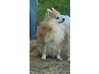 Adopt Sophie a Red/Golden/Orange/Chestnut Pomeranian / Mixed dog in Newport