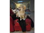 Adopt Cosmo a White German Spitz dog in Orange Park, FL (41091674)