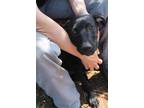 Adopt Dolly a Black - with White Weimaraner / Border Collie / Mixed dog in