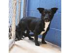 Adopt Cash a Black - with White Corgi / Border Collie / Mixed dog in Guthrie