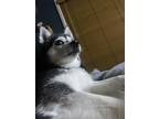Adopt Miki a Black - with White Alaskan Klee Kai / Alaskan Klee Kai / Mixed dog