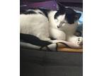 Adopt Domino a Black & White or Tuxedo American Shorthair / Mixed (medium coat)