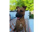 Adopt Johnson (Love Bug) a Tan/Yellow/Fawn Black Mouth Cur / Shepherd (Unknown