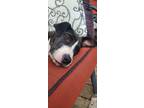 Adopt Isabella a Black - with White Mixed Breed (Medium) / Mixed dog in