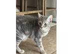 Adopt Harlow a Gray or Blue Tabby / Mixed (short coat) cat in San Bernardino