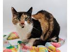 Adopt Patches XI a Orange or Red (Mostly) Domestic Shorthair / Mixed cat in