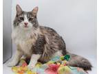 Adopt Gloria II a Domestic Longhair / Mixed cat in Muskegon, MI (41338138)