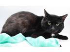 Adopt Cesar II a All Black Domestic Shorthair / Mixed cat in Muskegon
