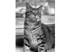Adopt Harry a Tan or Fawn Tabby Domestic Shorthair (short coat) cat in Colmar