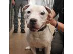 Adopt Hank a White Pit Bull Terrier / Mixed dog in Guthrie, OK (41370100)