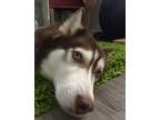 Adopt Luna a Brown/Chocolate - with White Husky / Mixed dog in Hiram