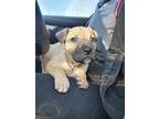 Adopt Eeyore a Tan/Yellow/Fawn Mixed Breed (Medium) / Mixed dog in Richmond