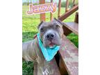 Adopt Jazzy a Gray/Blue/Silver/Salt & Pepper American Pit Bull Terrier / Mixed