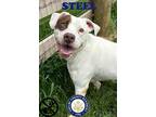 Adopt Steel a White American Pit Bull Terrier / Mixed dog in shelbyville
