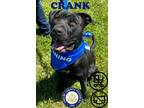 Adopt Crank a Black Labrador Retriever / Mixed Breed (Medium) / Mixed (short