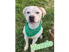 Adopt Mozzie a Brown/Chocolate Great Dane / Mixed dog in Louisville