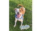 Adopt Hojo a Tan/Yellow/Fawn American Pit Bull Terrier / Mixed dog in