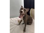 Adopt sky a Brindle - with White American Pit Bull Terrier / Mixed dog in