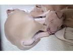 Adopt Piglet a Tan/Yellow/Fawn Mixed Breed (Medium) / Mixed dog in Richmond