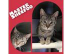 Adopt Master Sheefoo a Brown or Chocolate Domestic Shorthair / Domestic