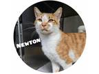 Adopt Newton Lakeside a White Domestic Shorthair / Mixed Breed (Medium) / Mixed