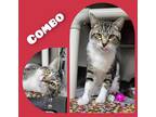 Adopt Combo a White Domestic Shorthair / Domestic Shorthair / Mixed cat in