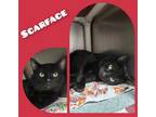 Adopt Scar Face a All Black Domestic Shorthair / Domestic Shorthair / Mixed cat